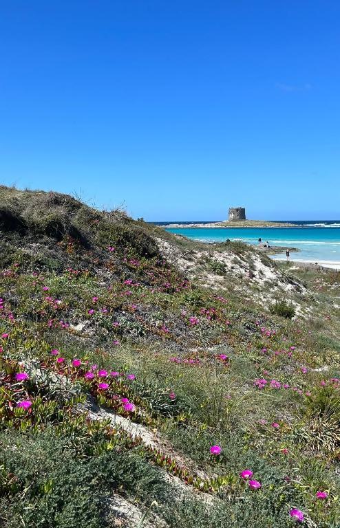 Monolocale Sea-front Cala Lupo